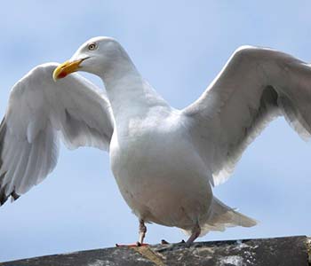 Bird Control Glasgow