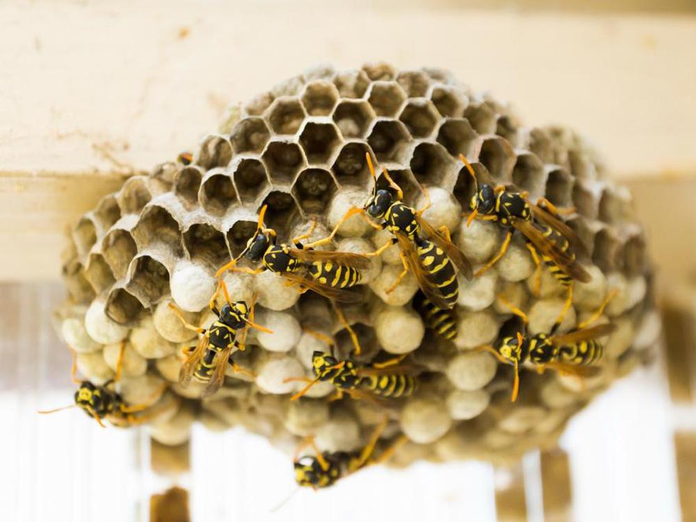 Wasp Nest Removal In Glasgow 