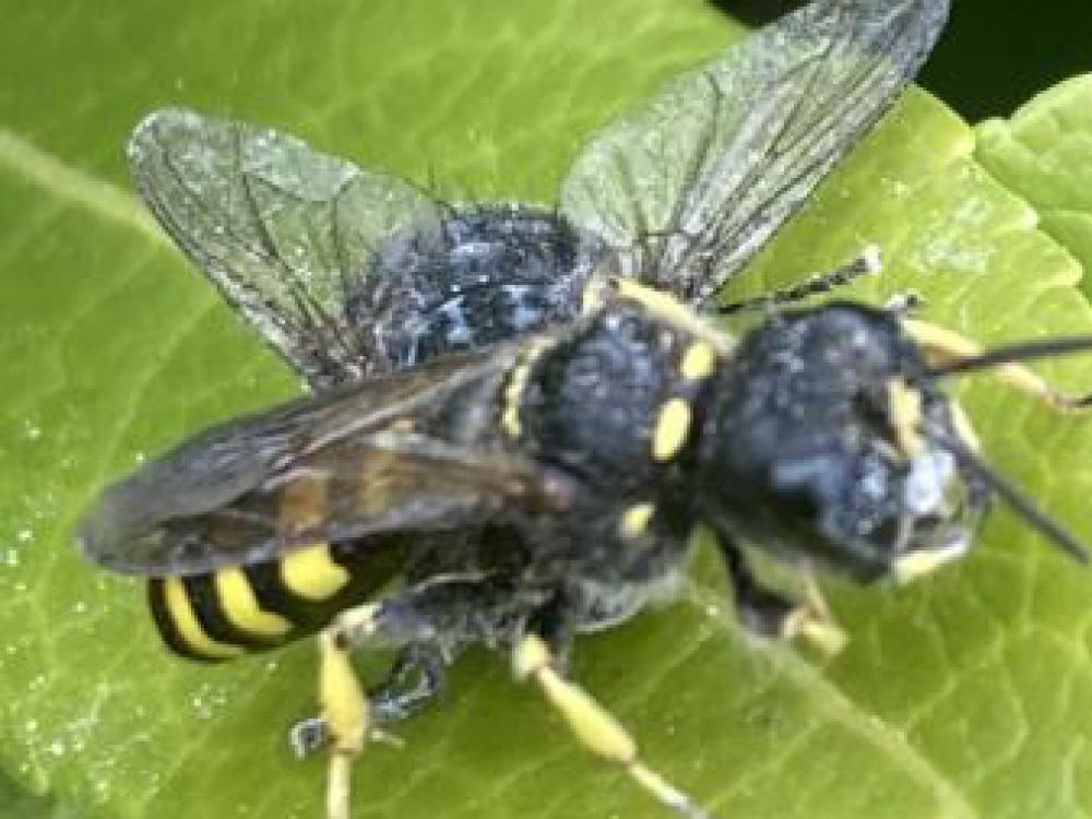 Digger Wasp Nest 