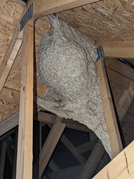 Wasp Nest South Lanarkshire 