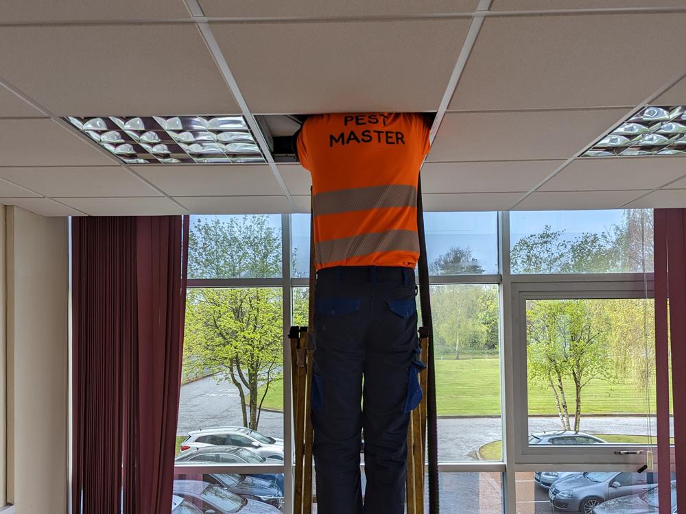 Pigeon Fowling in Roof Void