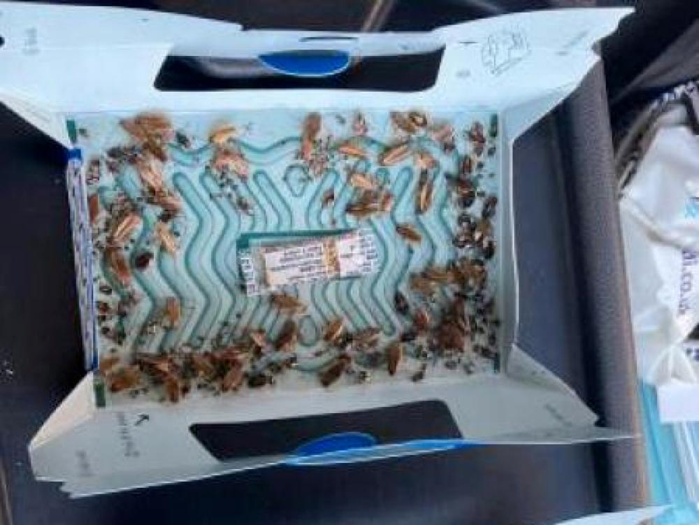 Cockroach Infestation 