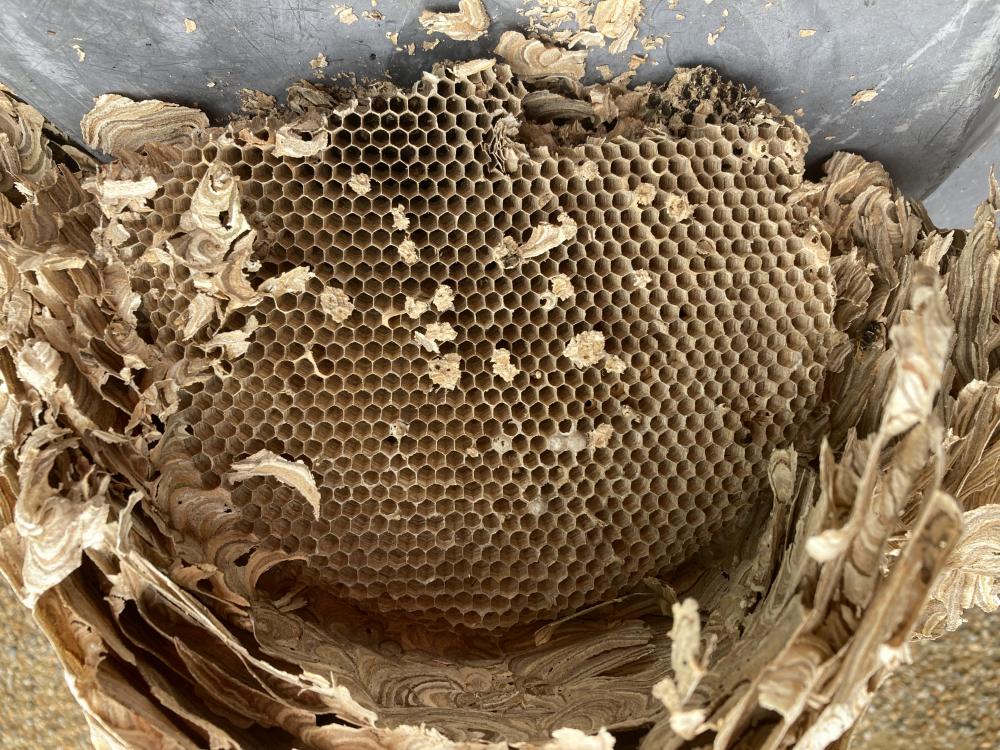 Wasp Nest 