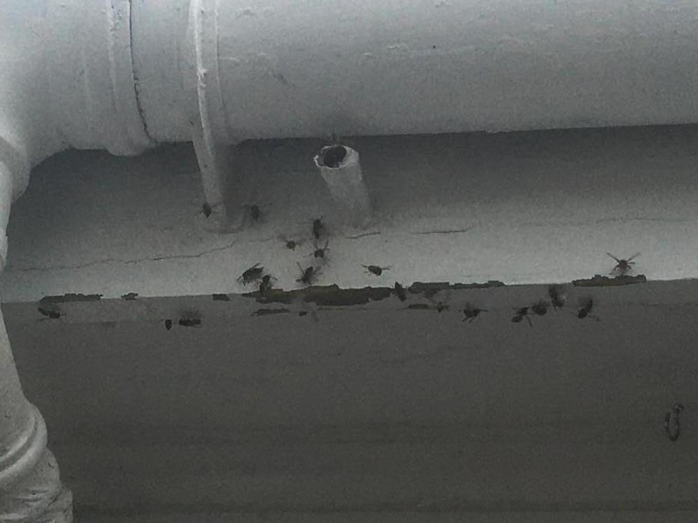 Active Wasp Nest 